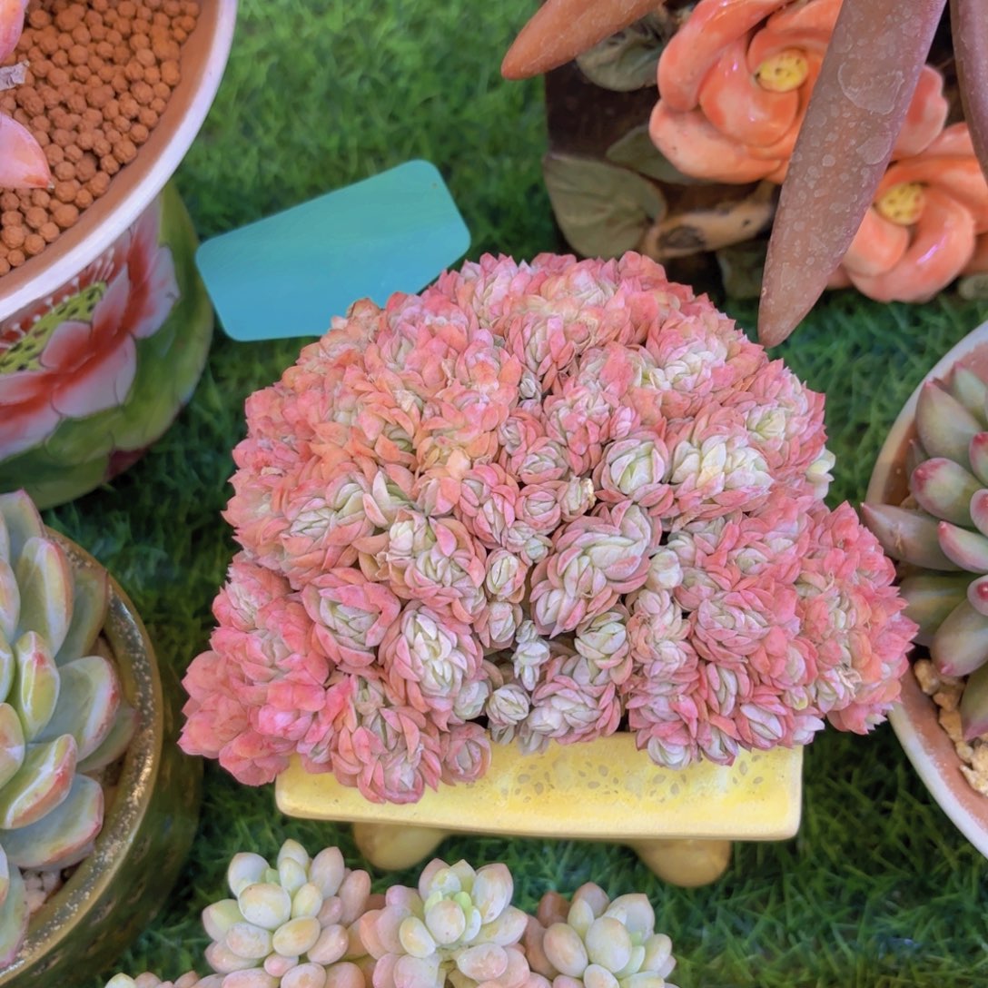 T***༻云南金致家精品多肉