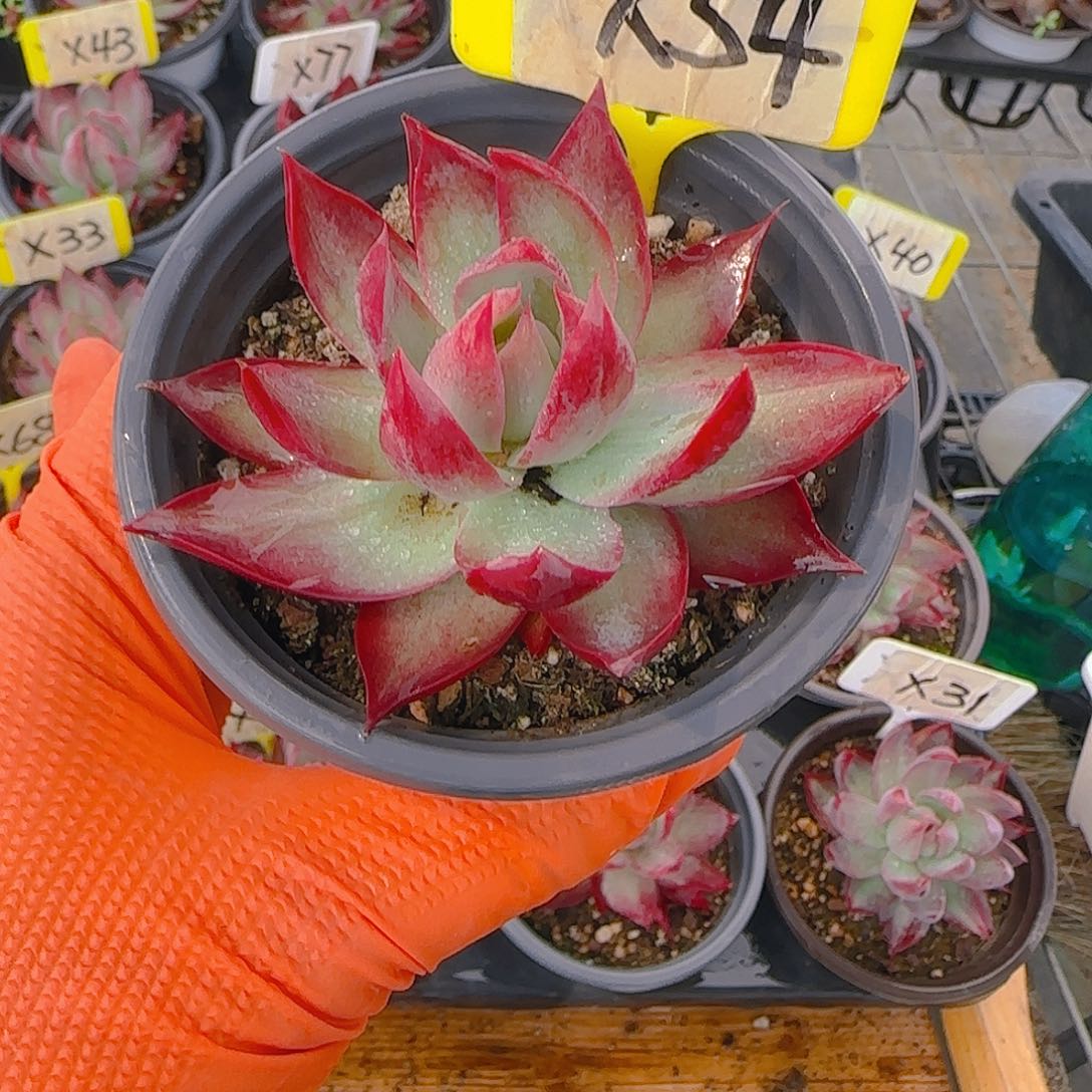 Ⅰ****）X54 惊鸿仙子多肉