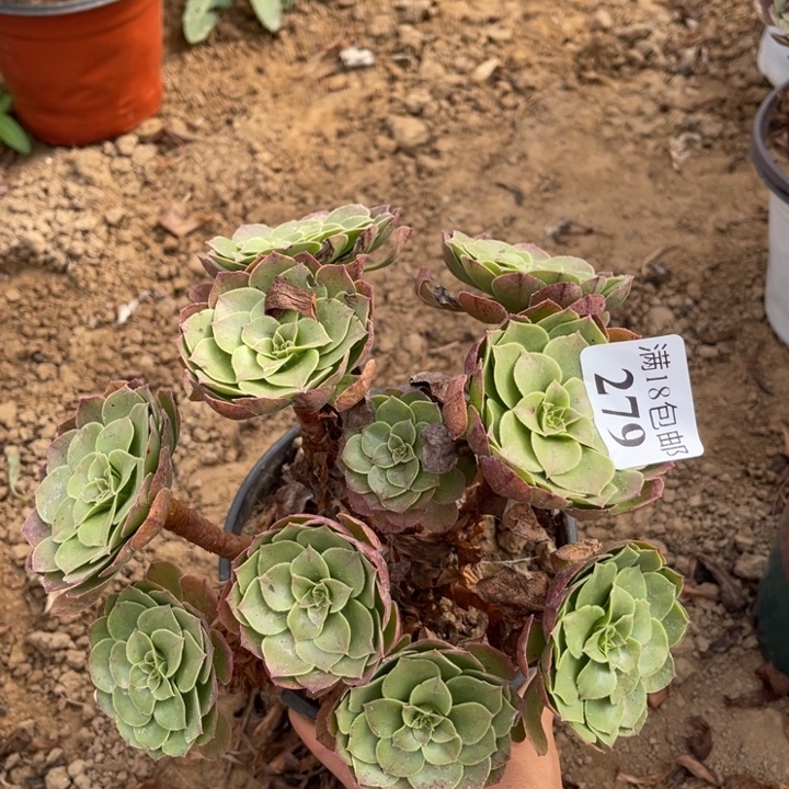 279沙拉碗绣球1号北