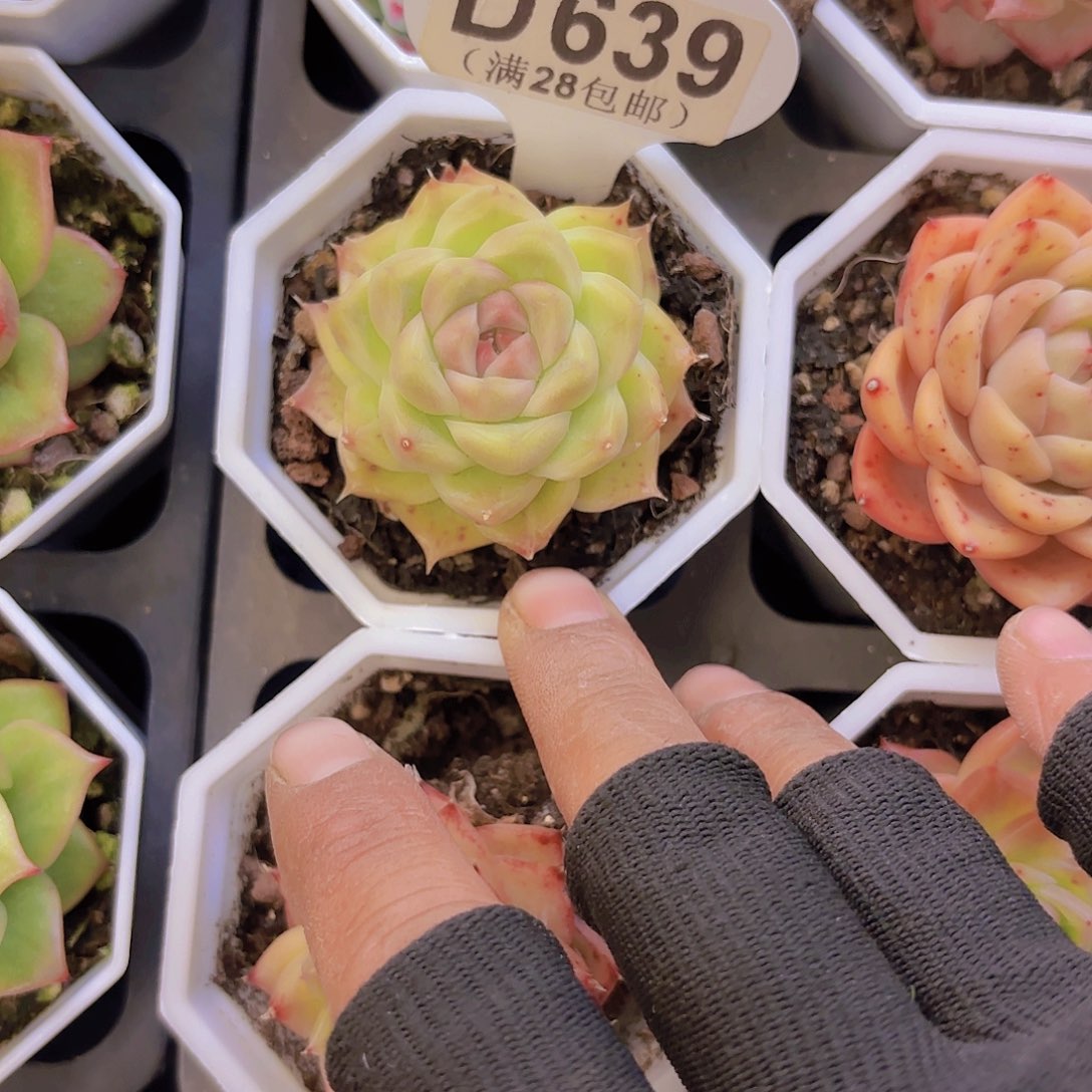 D639珍妮一物一拍