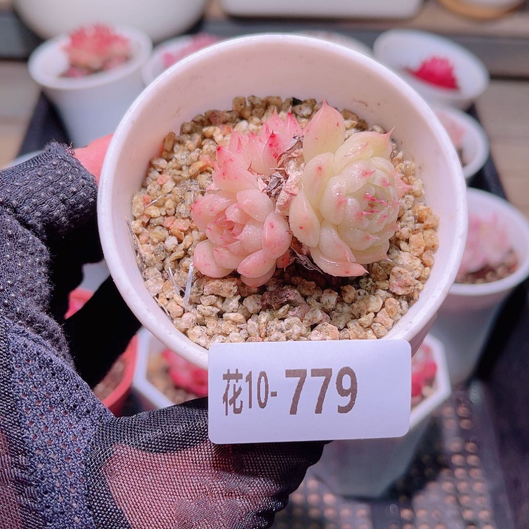 花利美10-779海王