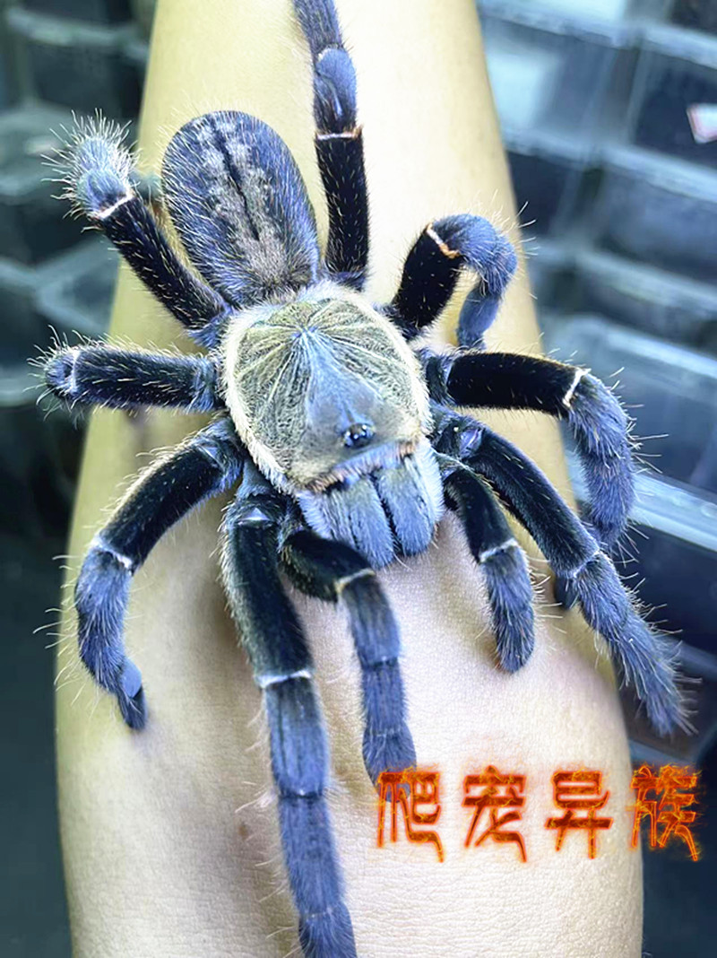巴赫马地老虎蜘蛛东南亚蜘蛛之王巴赫马地老虎雄壮无比凶猛型蜘蛛