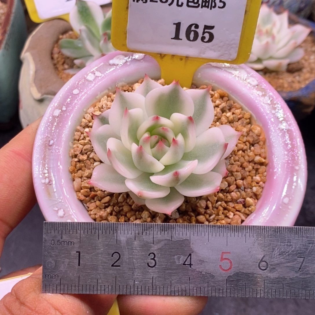 5165吉娃娃锦，宽锦……