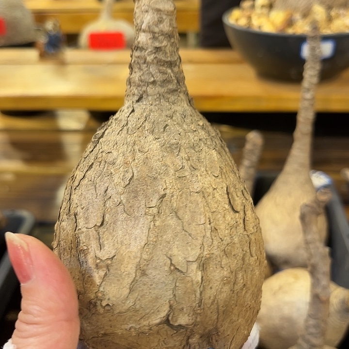 江***国汤圆植物奇艺油柑N