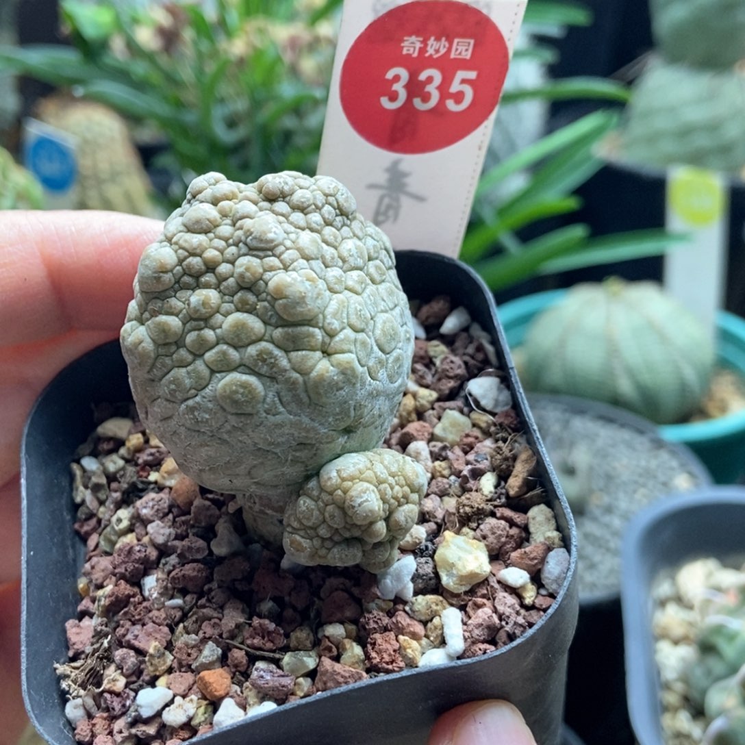 实生带崽四方凝蹄杂交