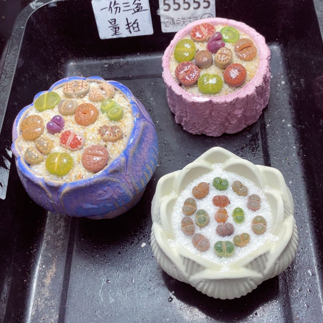 w55555一份三盆量拍