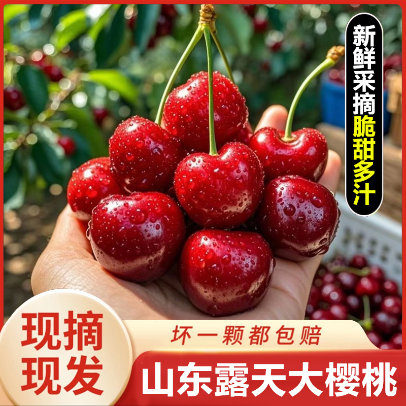 Z【送两斤】山东露天大樱桃新鲜现摘脆甜多汁先锋大樱桃5斤空运