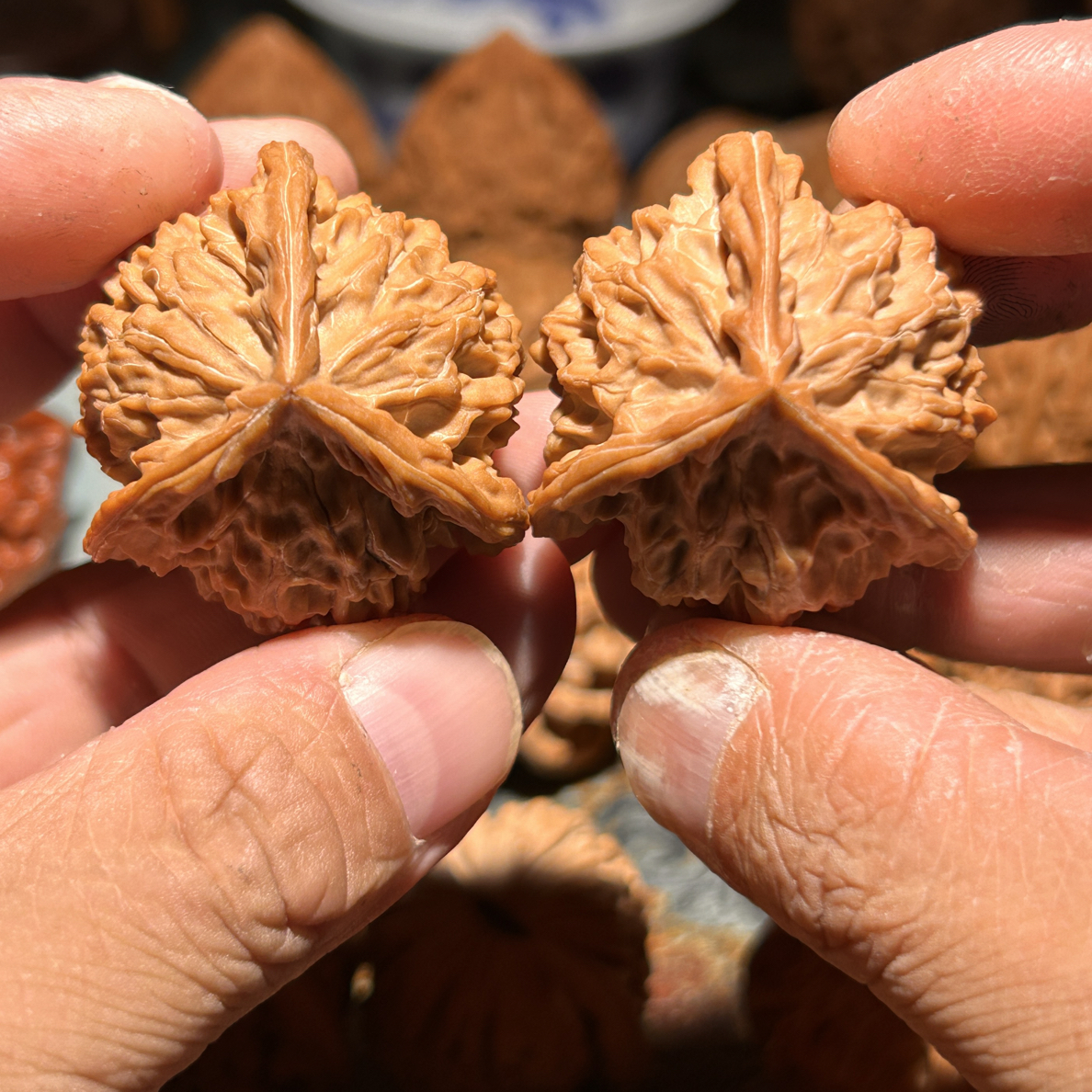老树红皮盘山三棱，极致开角治强迫症，大尺寸大克重，原桩无药果