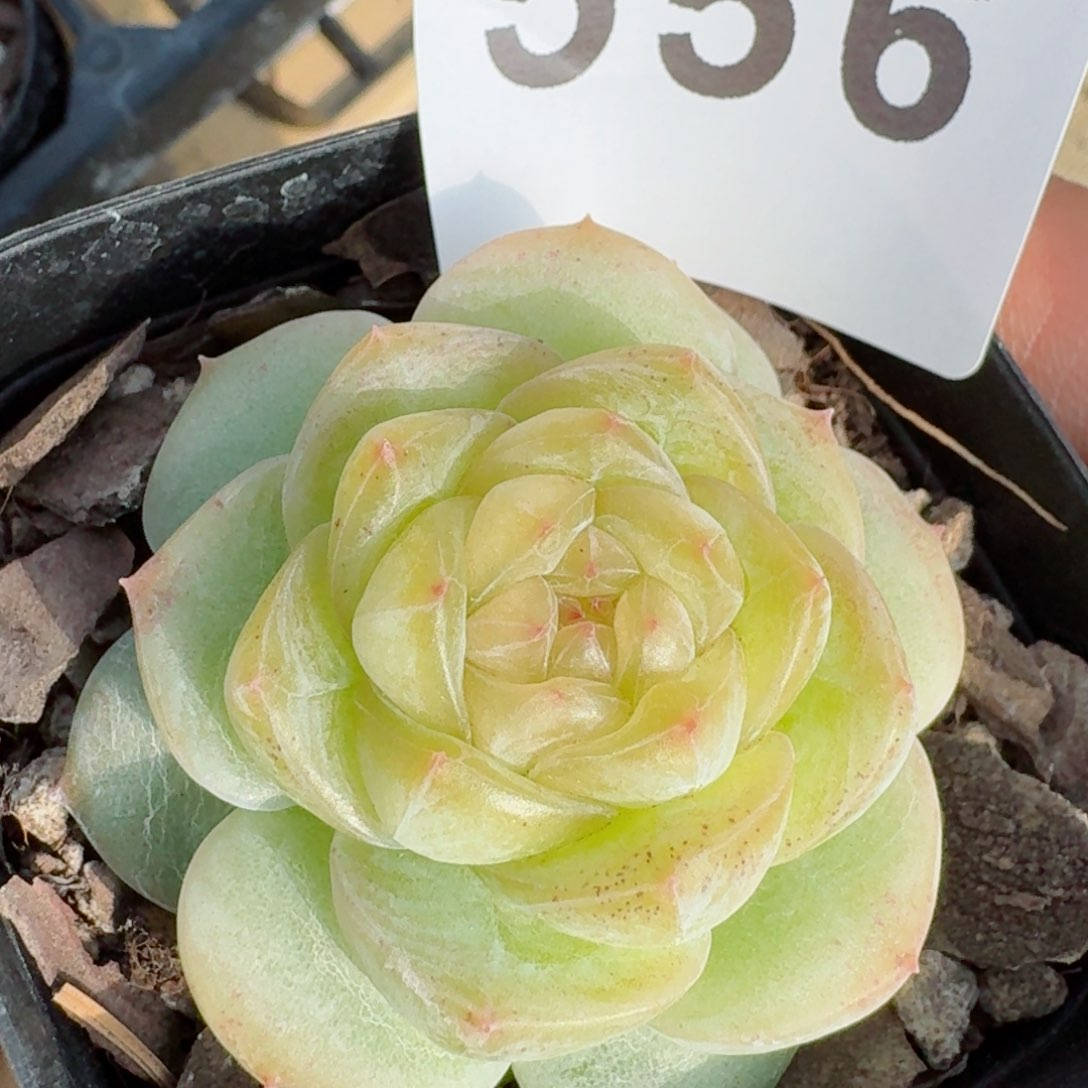 绿樱珍妮         精品多肉