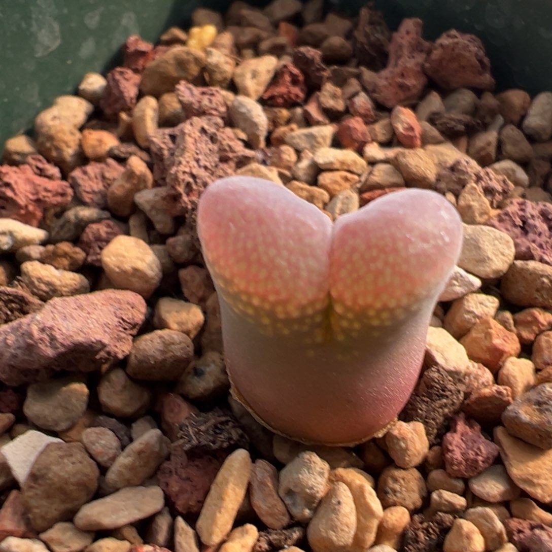 973/。       捡漏场。      