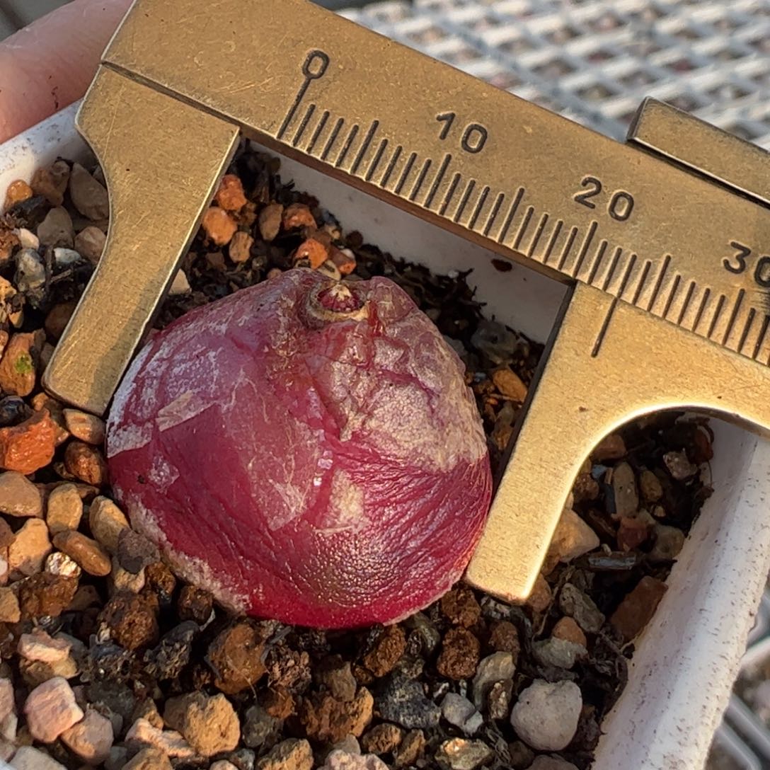 特价灯泡2.2厘米多肉