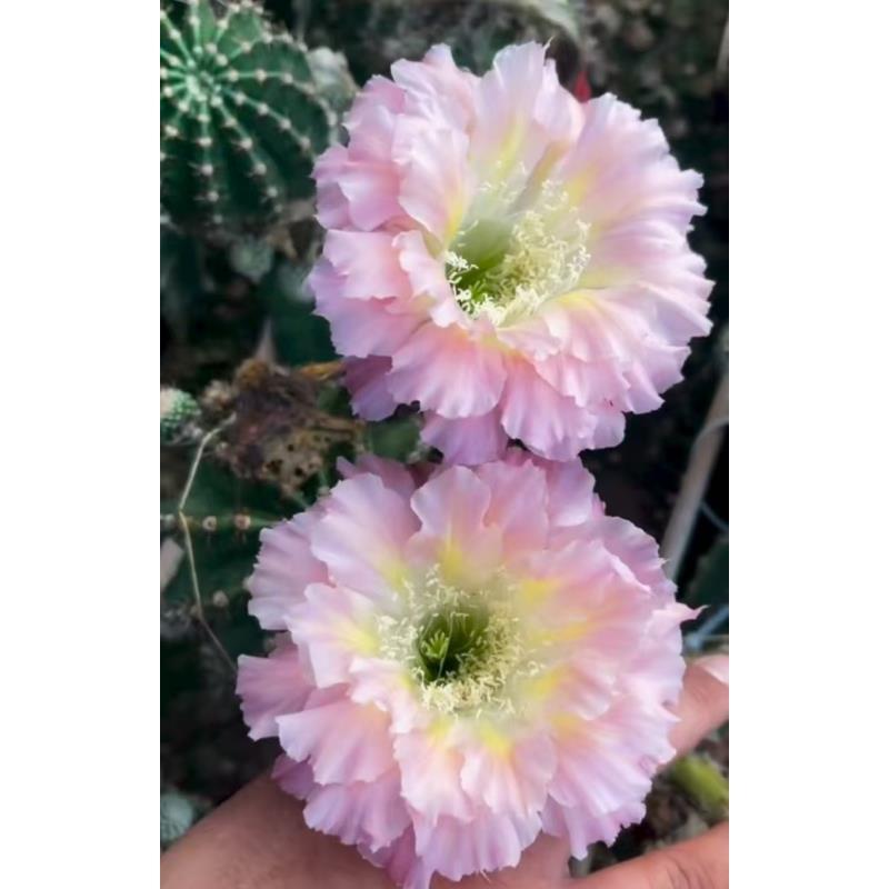 自根粉羽然彩草，尺寸以直播间为准，环境不同开花不同，介意勿拍