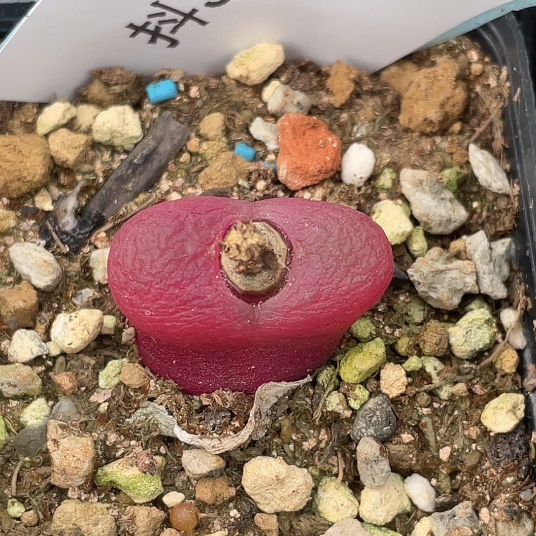 30-28毛毛多肉植物