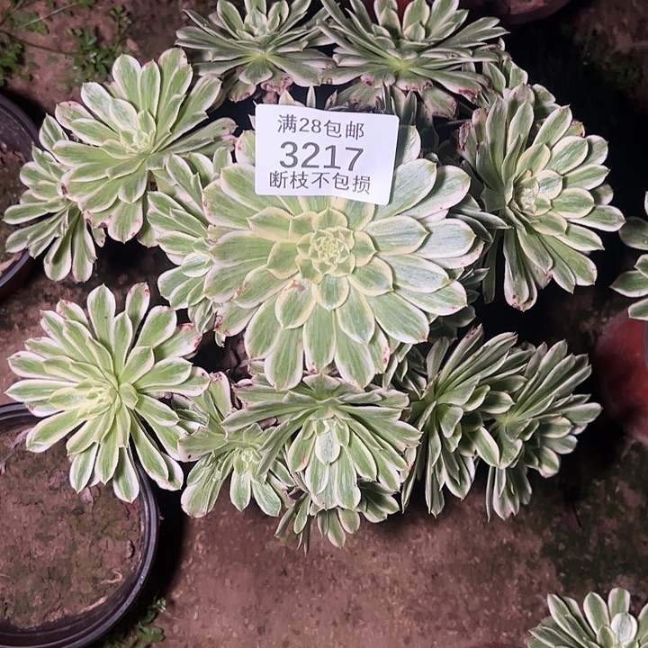 3217碧浪多肉植物