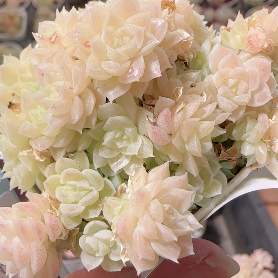 花语多肉1219-209散