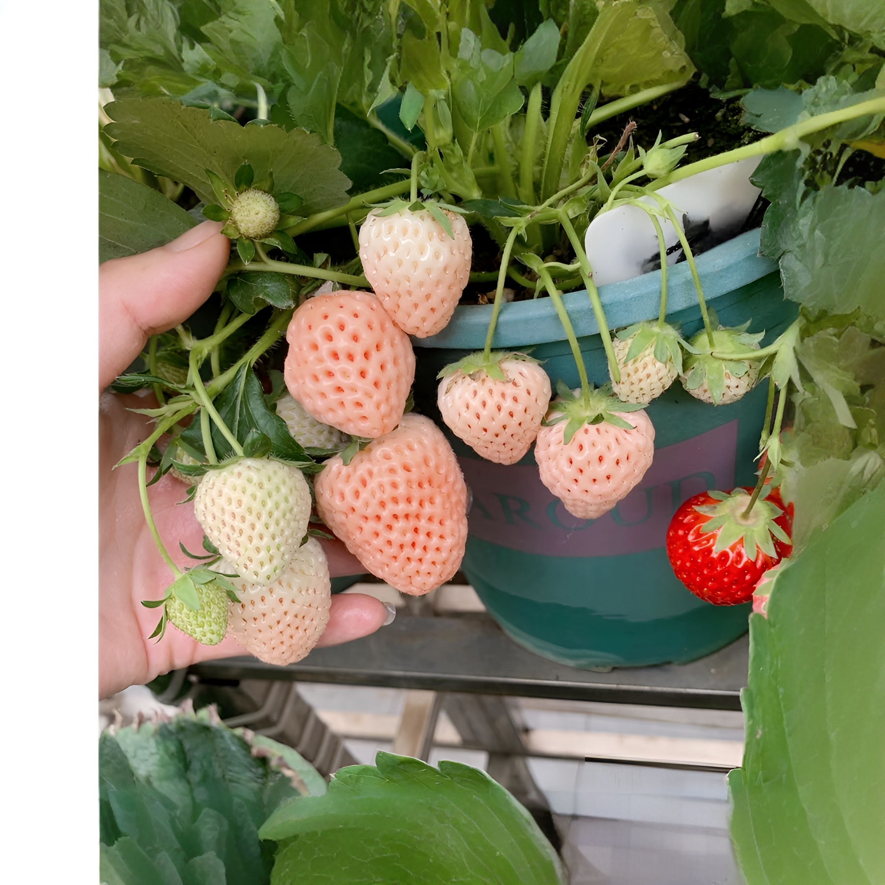 L【真红美玲】（一物一拍）带花带果原盆原土态草莓盆栽家庭阳台种植