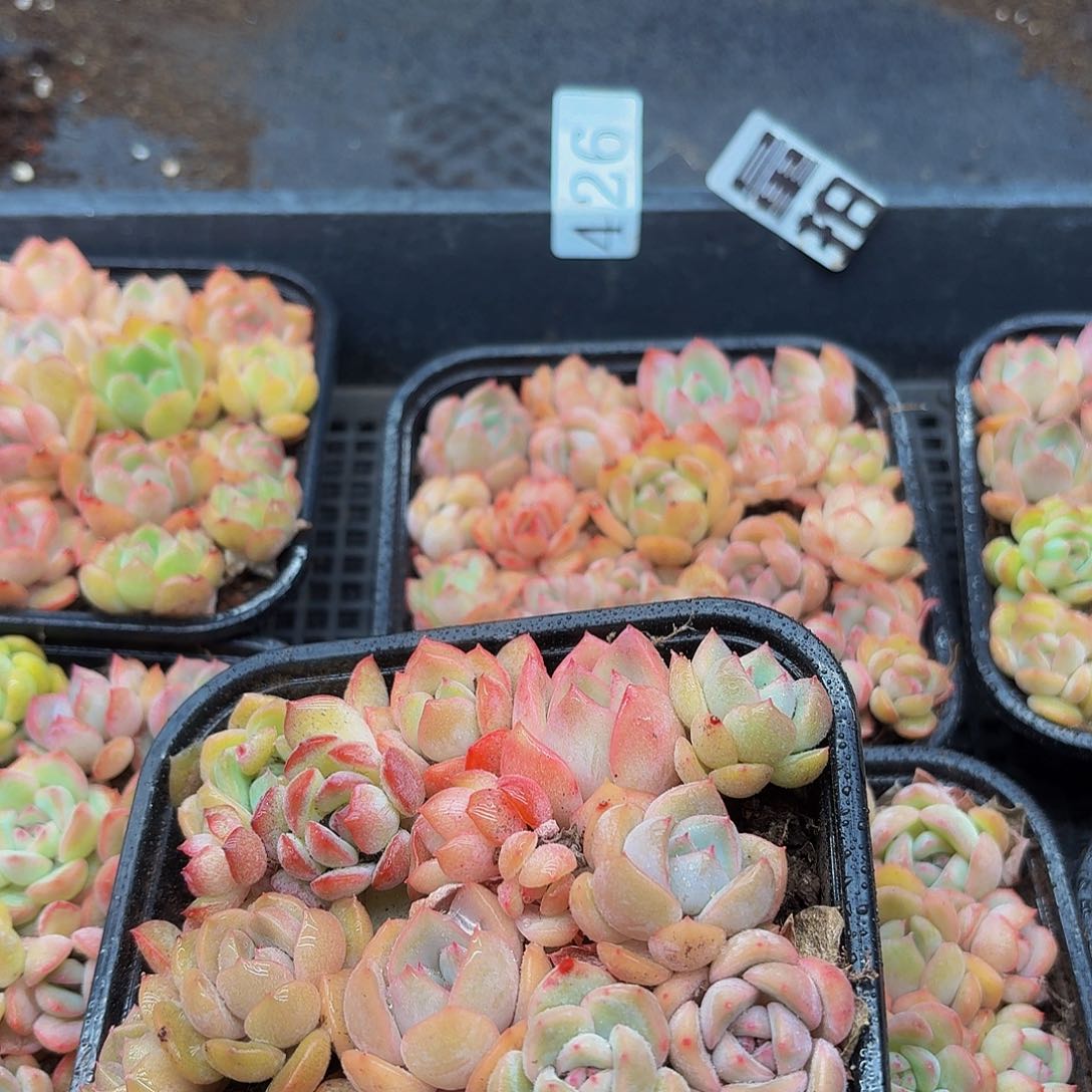 多肉植物多肉植物426量拍