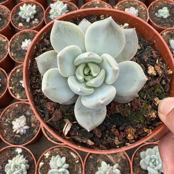 邀月 单头  一物一拍