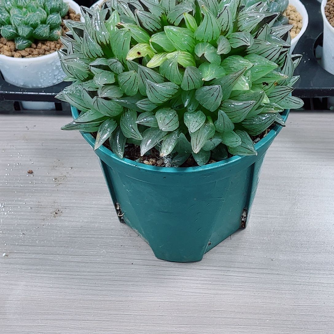 西瓜寿玉露一勿一拍