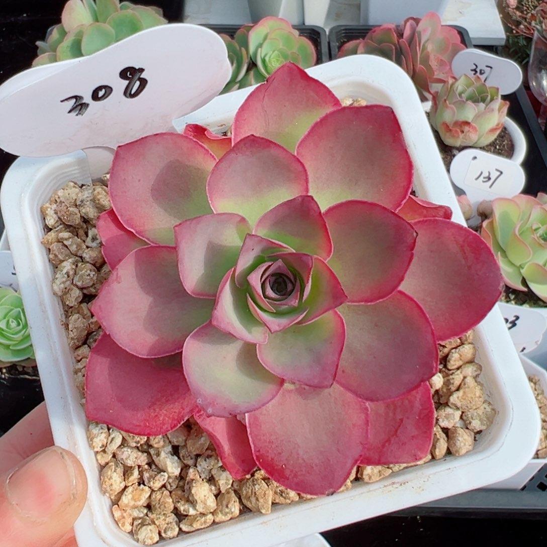 308黄帕福利（叶片有伤 不影响）