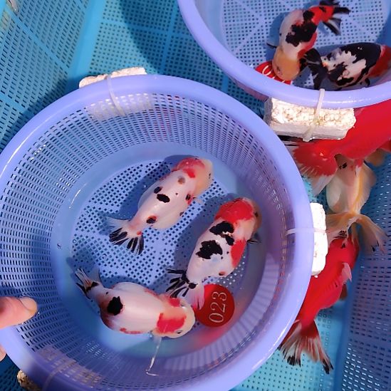 無***邉金鱼023兰寿三只特价顺丰包邮