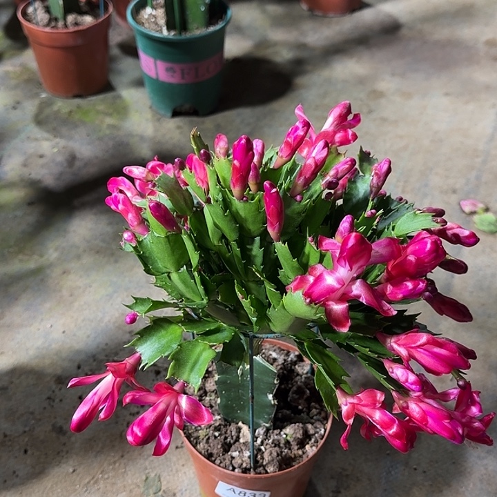 秋***大部分开放少量花苞833嫁接中国红