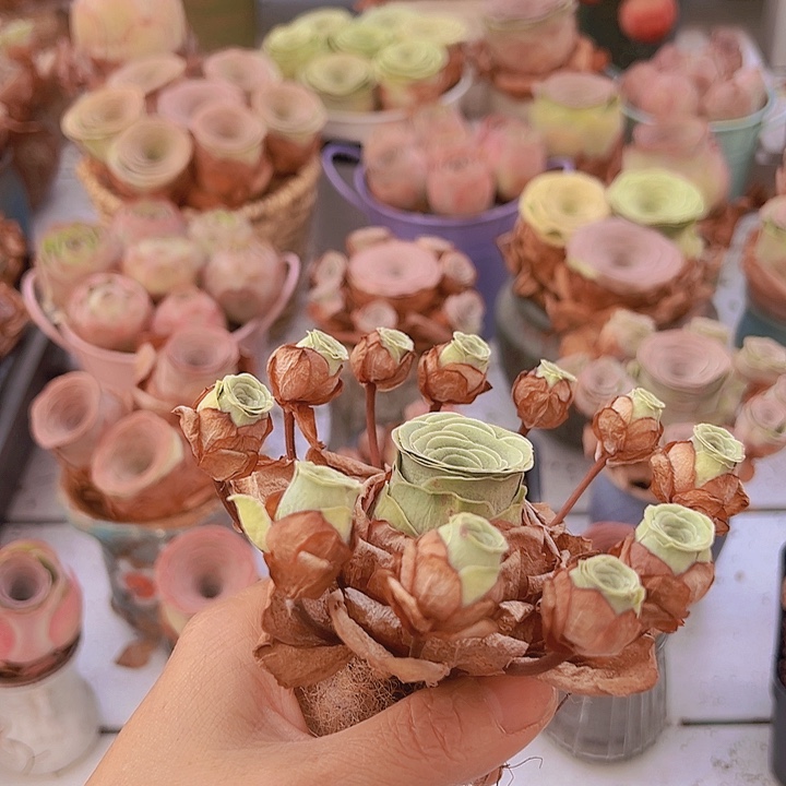 飘枝多头 群生一颗