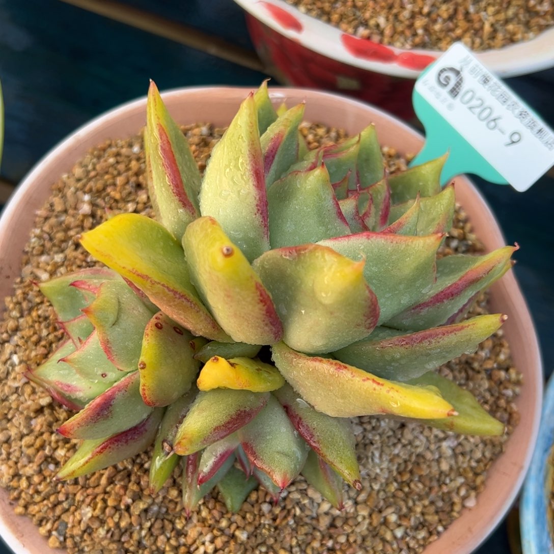 从前慢多肉精选编号0206.9