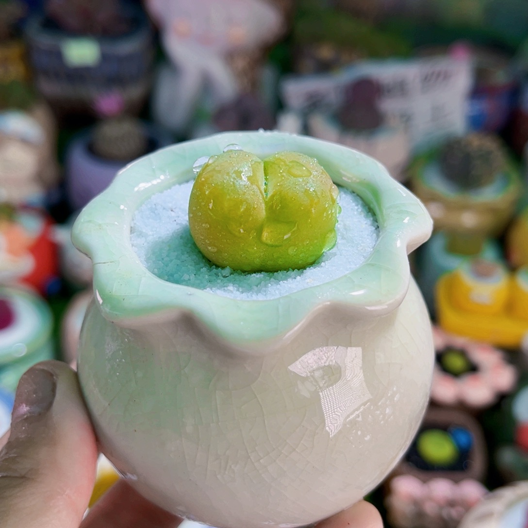 01毛汉尼2.6cm连盆带土包邮