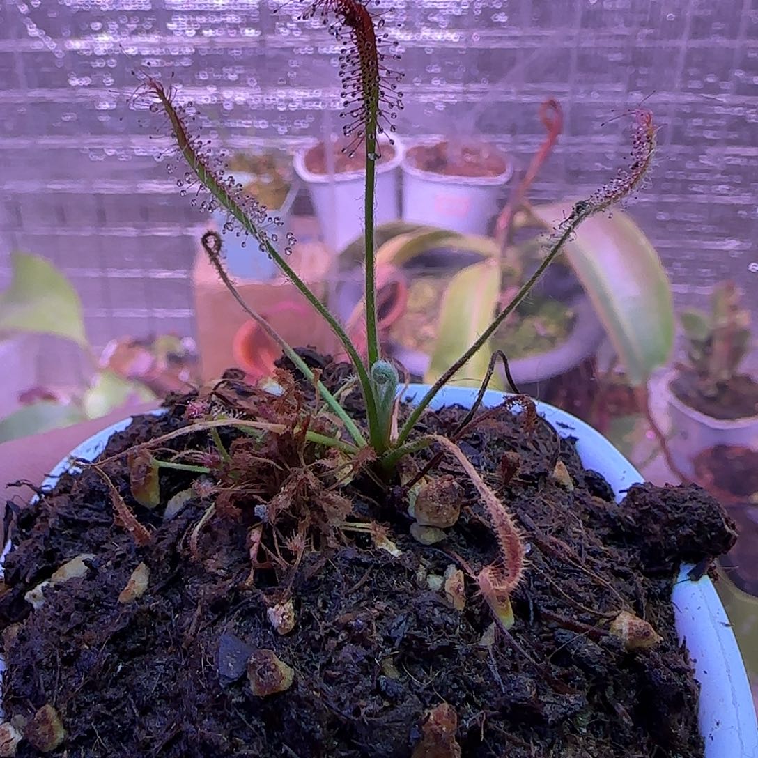无花朵专拍艳红茅膏菜