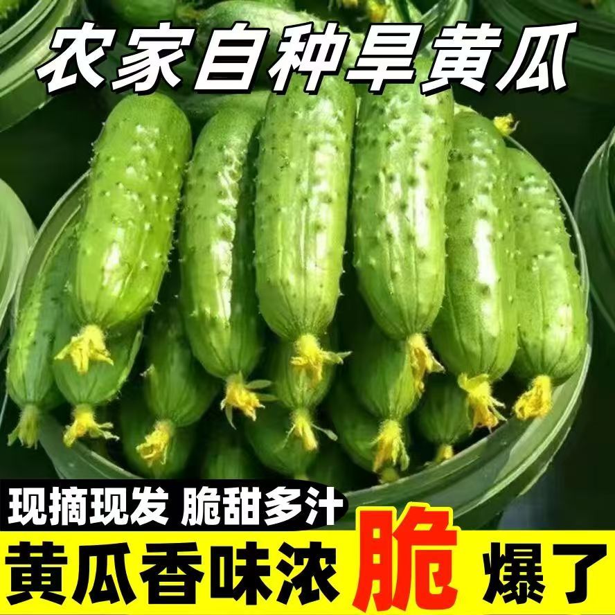 【当季】东北旱黄瓜新鲜生吃现摘蔬菜商品图