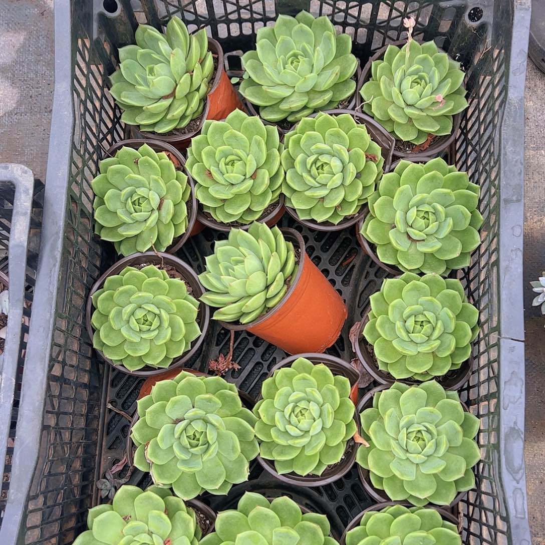 大单头绿水鬼三盆