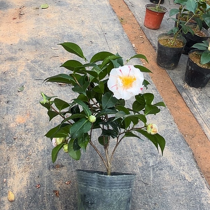 大部分花苞少量开放，香太阳