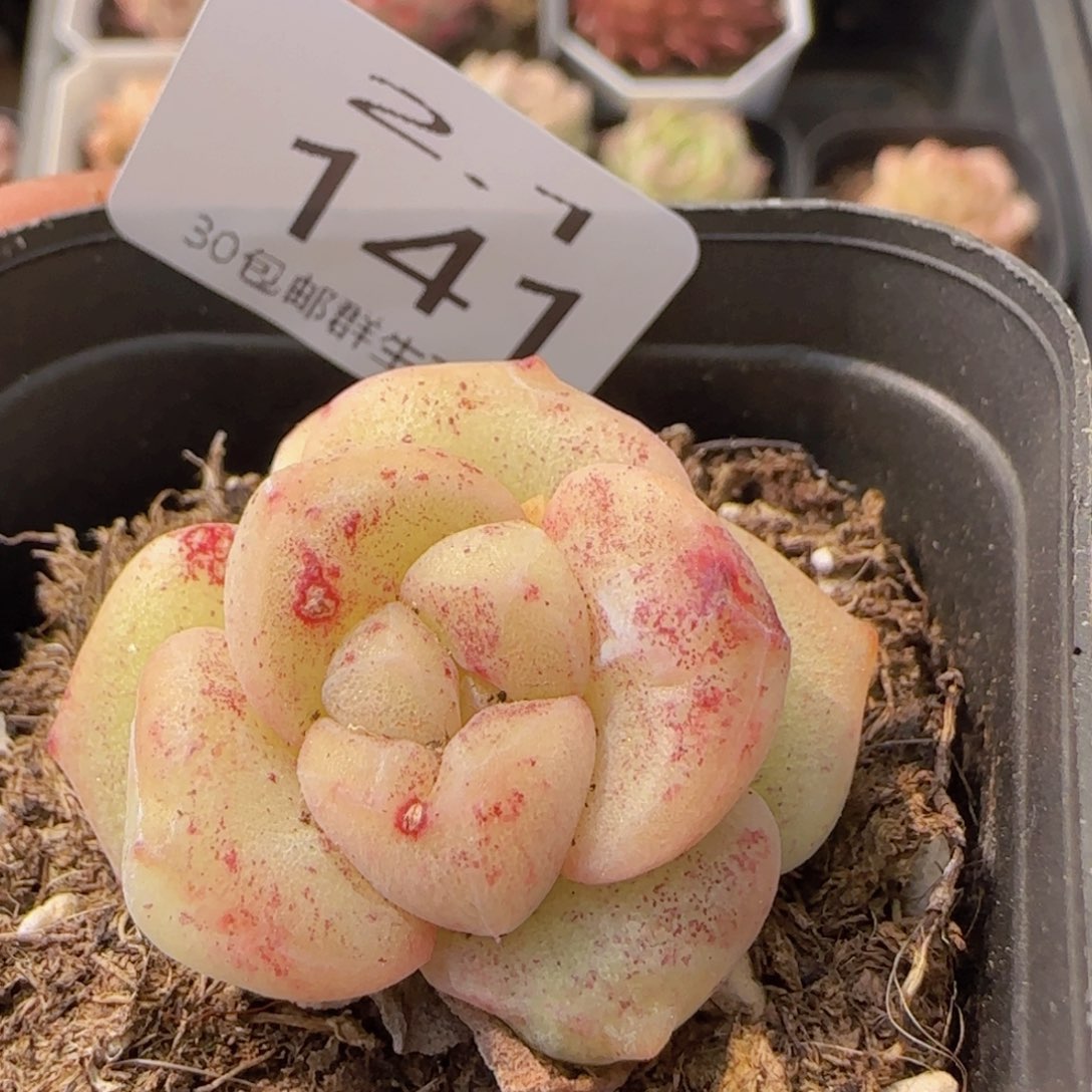 珍妮石化单头一颗脱土