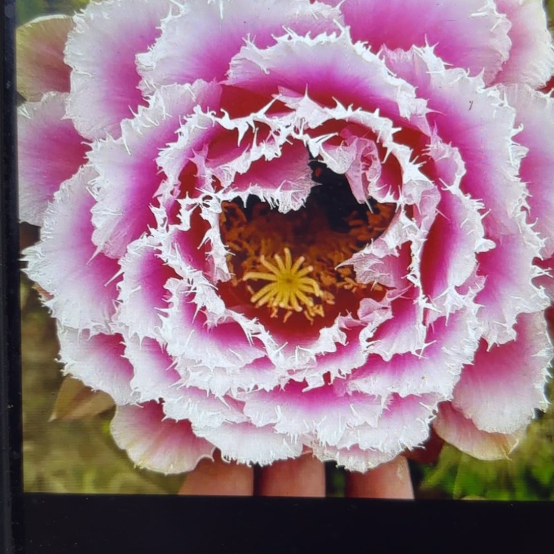 带根芸儿毛侧牙20包邮仙人球55