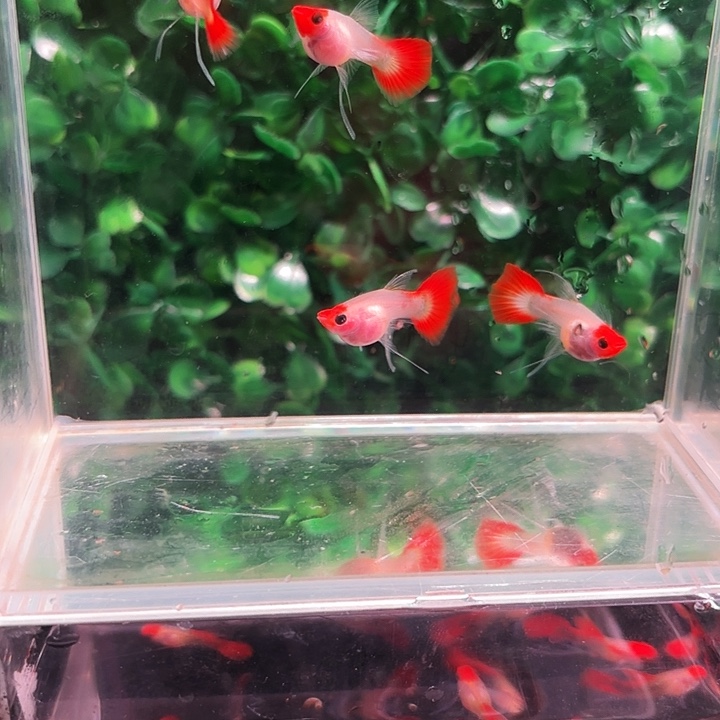 孔雀鱼红头玻璃猫c体4条