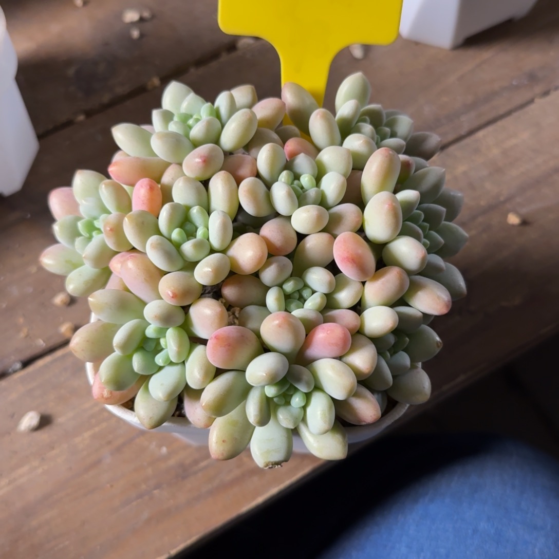 鱼子酱111111111111111