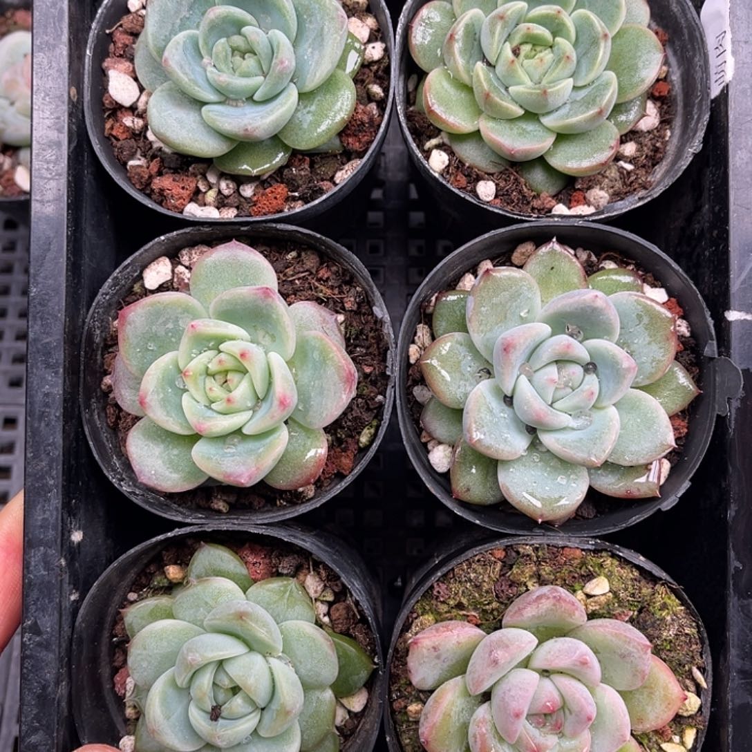 多肉一物一拍21-54