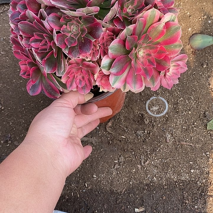 多肉植物七彩596多肉