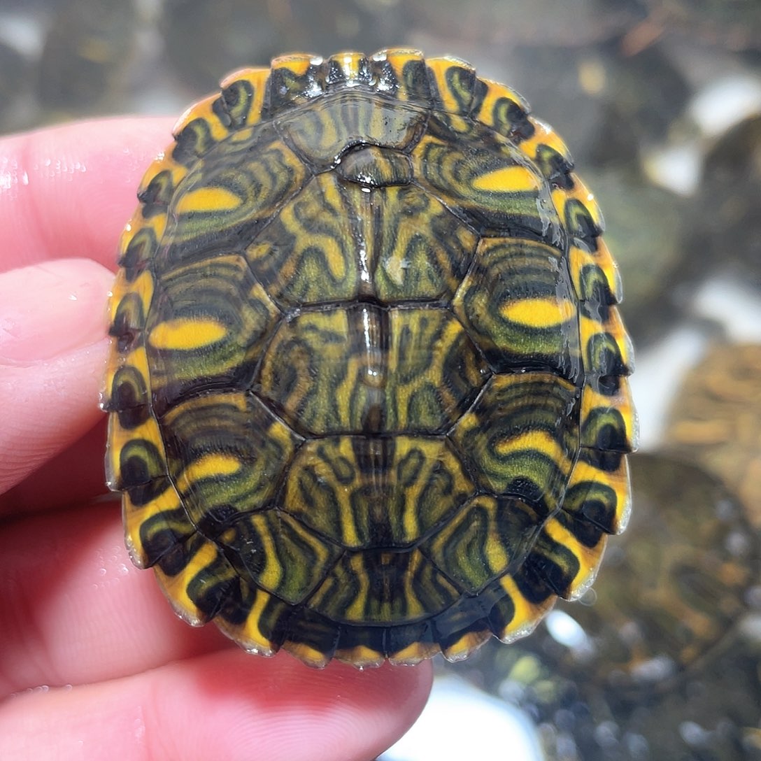 宠物龟不分公母4.8增生