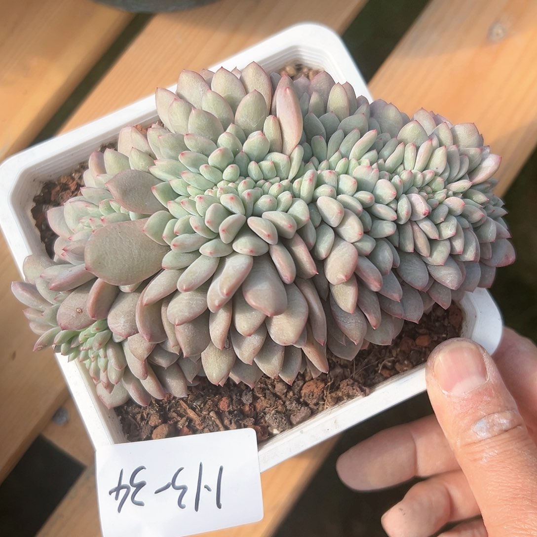 1.13-34爱丽儿缀化多肉