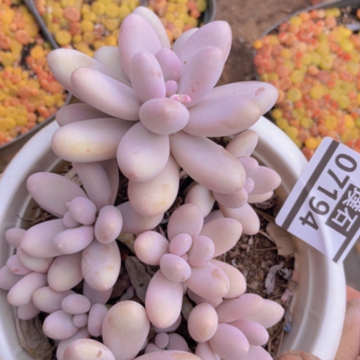 【闪购商品】原始奶07194