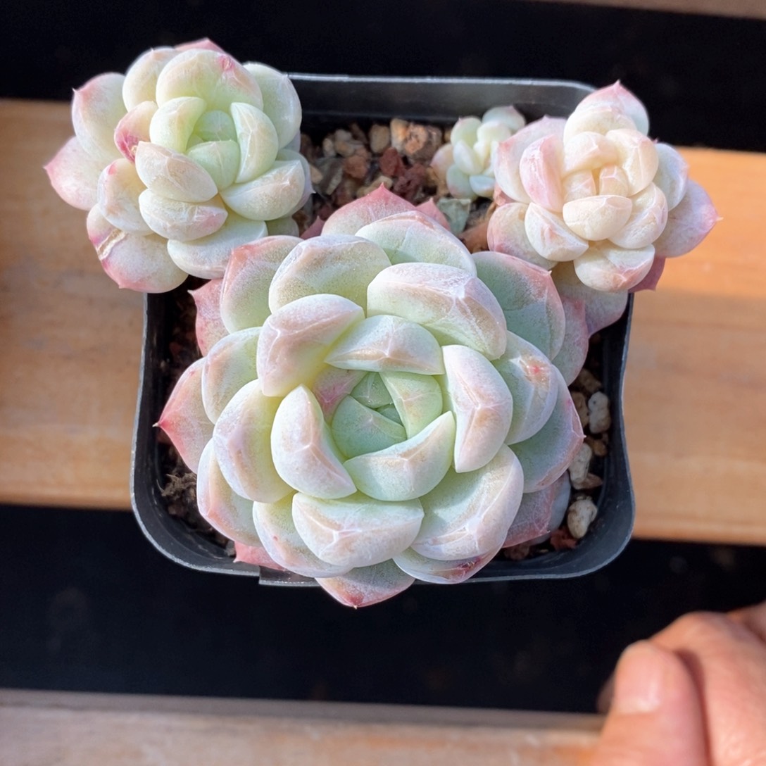 精品多肉一物一拍不包整70