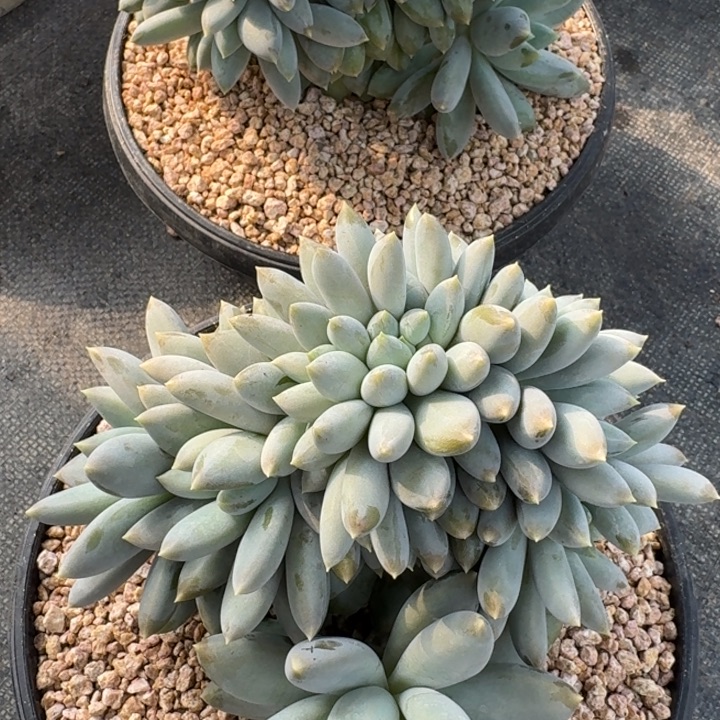 多肉植物哥特萝莉