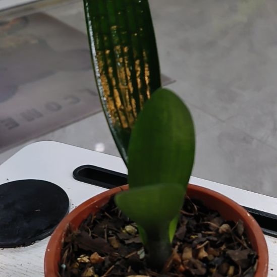 无花朵jjooomom图咯莫