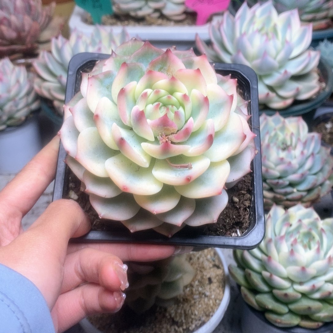 零***暖089锦锦锦锦锦锦