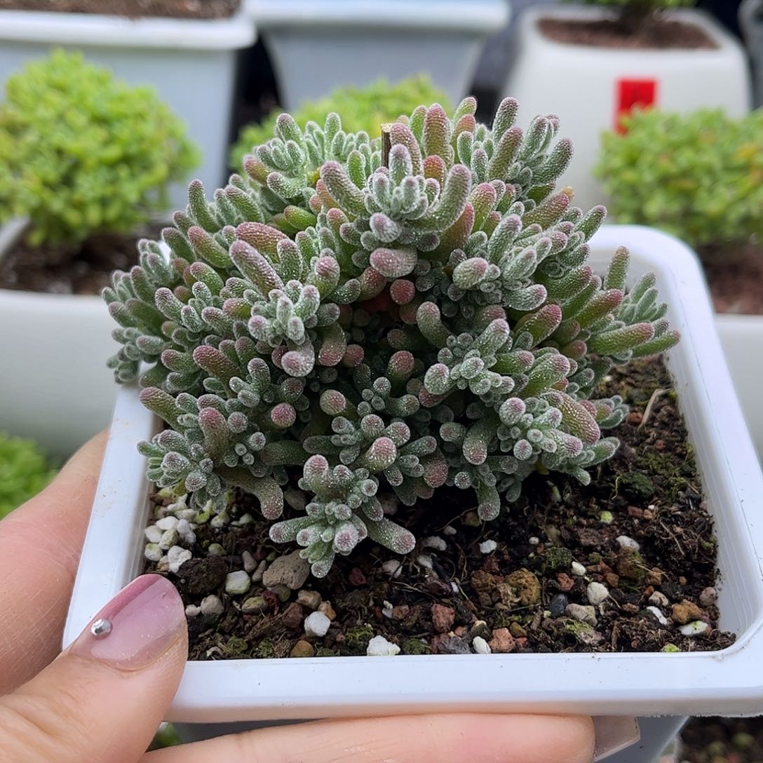 ****宝粉冰晶优选枝干番杏