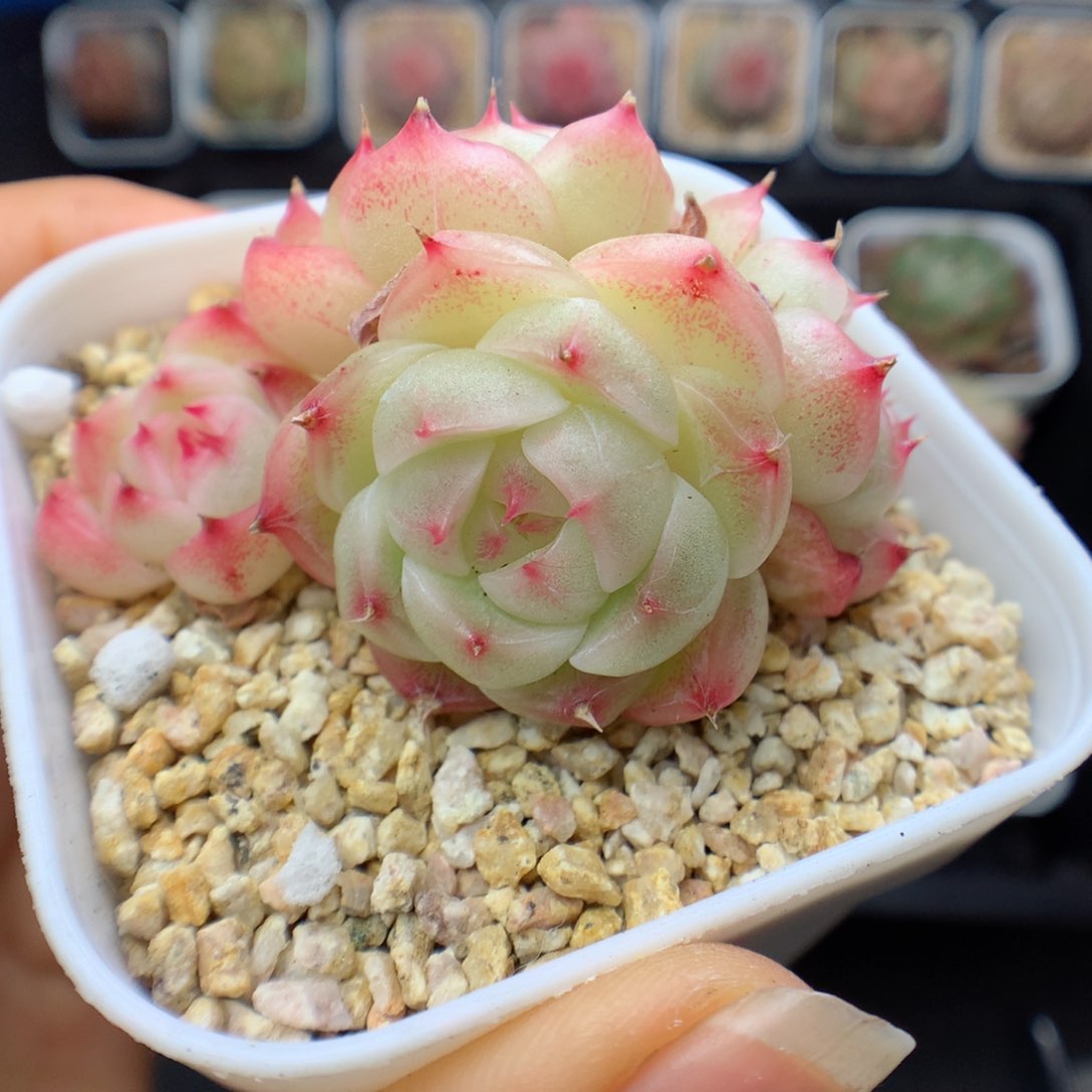 多肉植物。 麦秆22