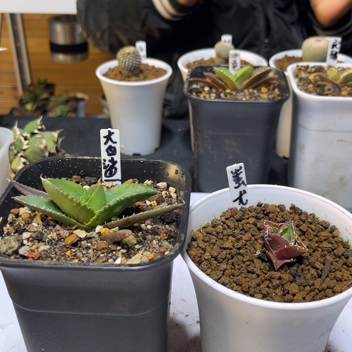 大白鲨和蚩尤龙舌兰植物