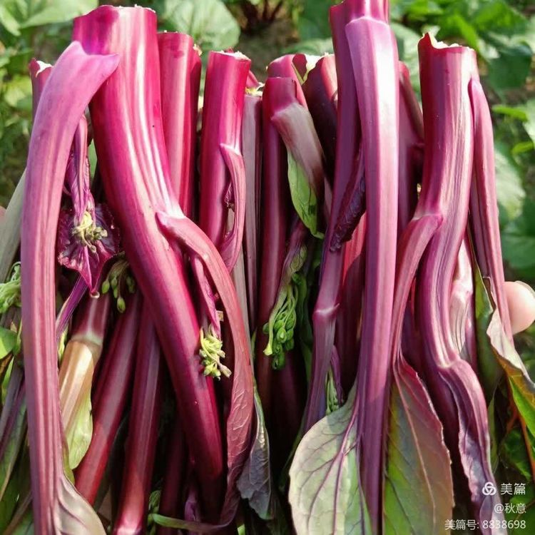 承德围场带黄梗/酸甜口/蒸熟即食一近起绿色蔬菜